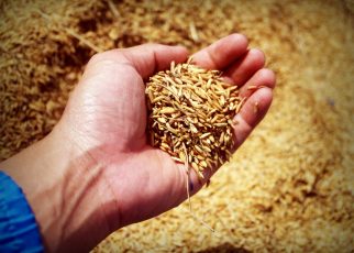 benefits of eating grain foods