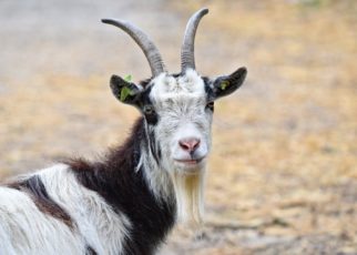 Best Indian Goat Breeds For Meat