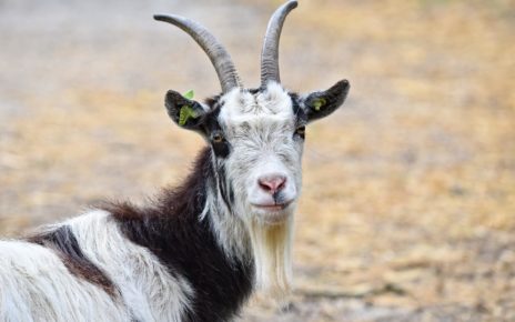 Best Indian Goat Breeds For Meat